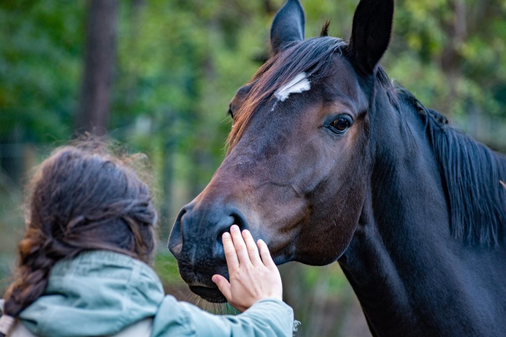 Pferd Hand Freundschaft