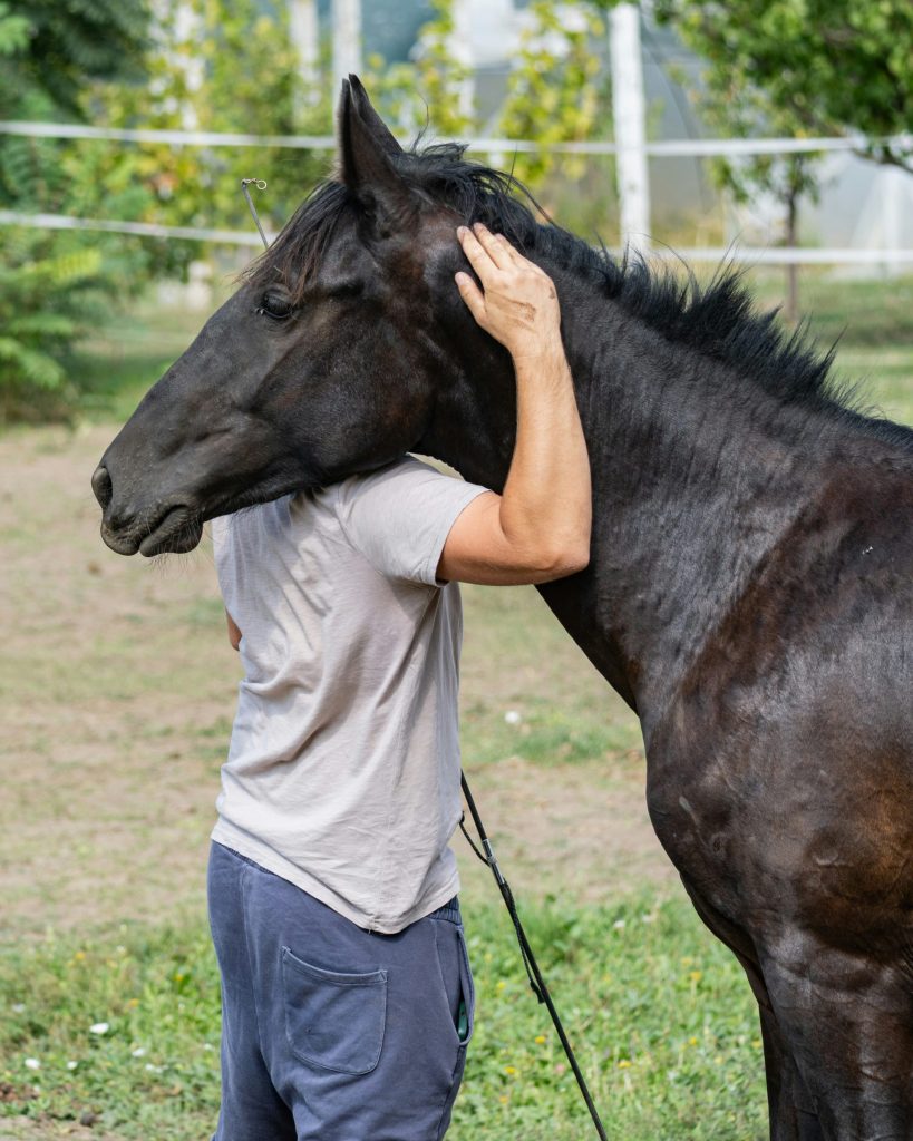 Eine Person streichelt ein schwarzes Pferd auf einer Wiese.