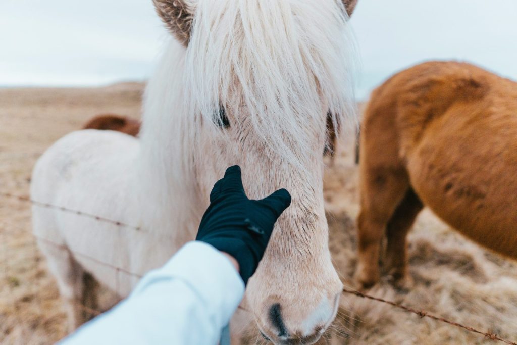 Unscharfes Foto einer Person, die ein graues Pferd berührt