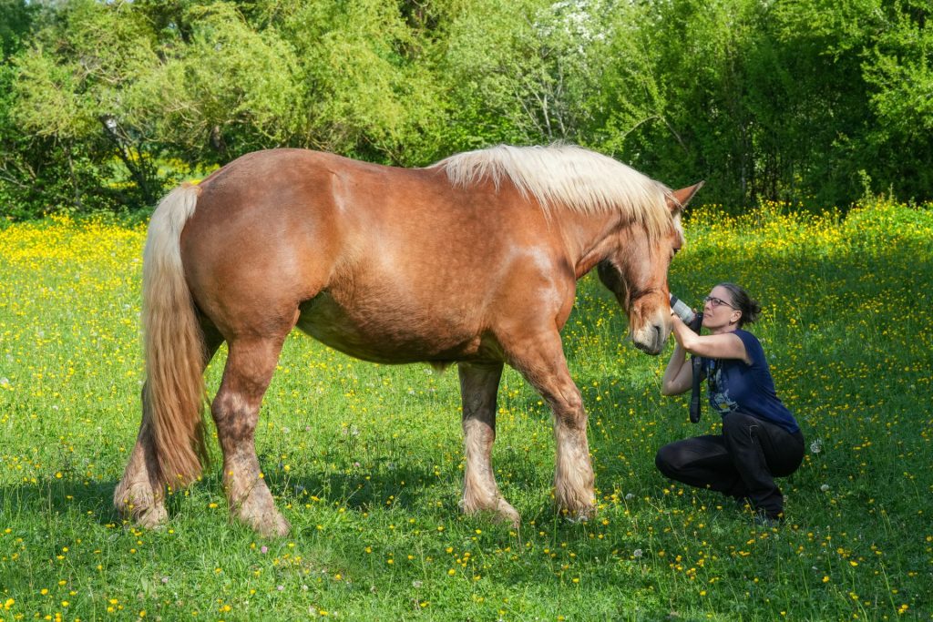 Frau füttert ein Pferd auf einer grasbewachsenen Wiese.