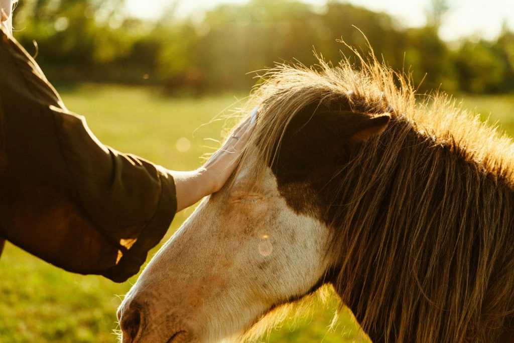 Nahaufnahme einer Person, die ein Pferd streichelt