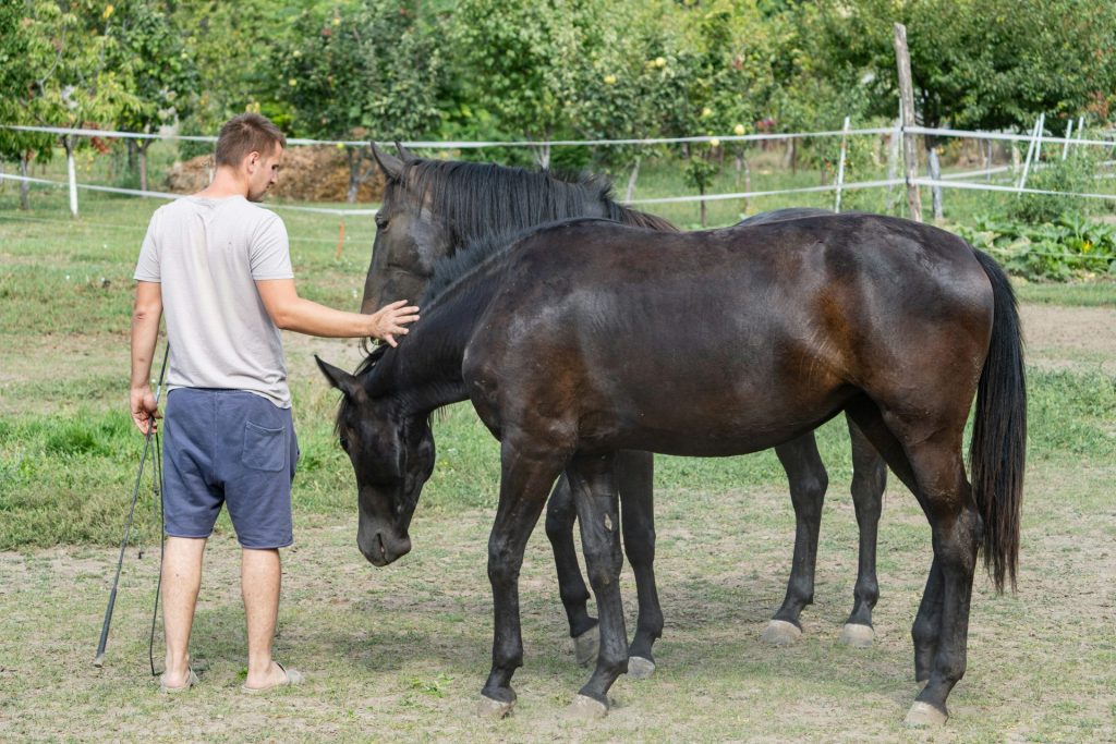 Ein Mann streichelt zwei dunkle Pferde auf einem Feld.